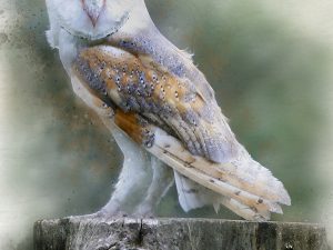 Barn Owl on Stump