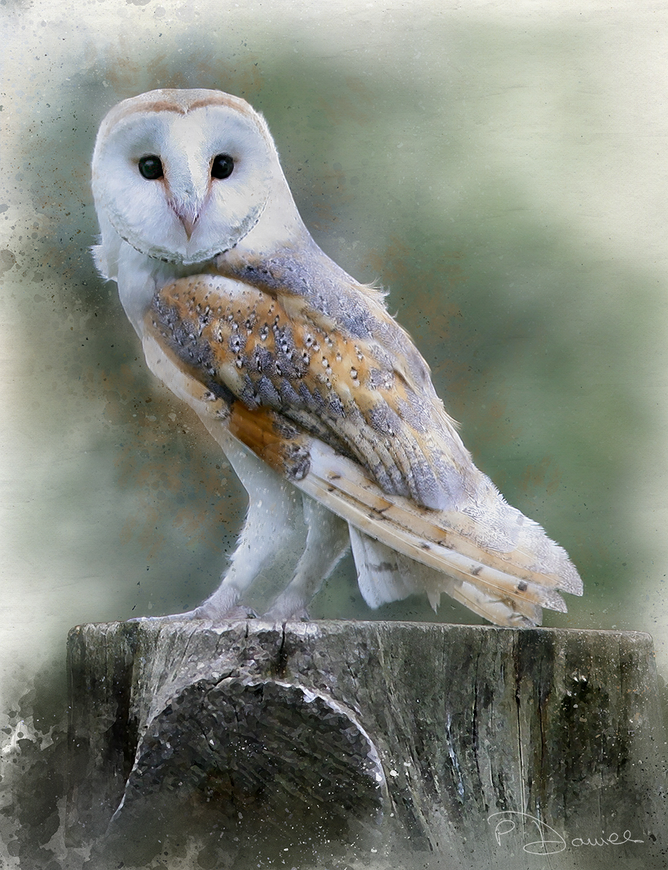 Barn Owl on Stump