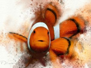 Clown Fish