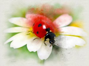 Ladybird