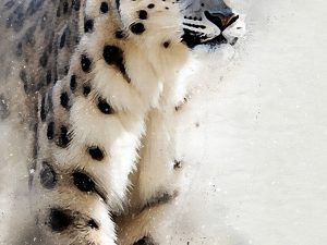 Snow Leopard Portrait 2