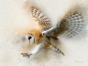 Barn Owl Flying