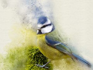 Blue Tit