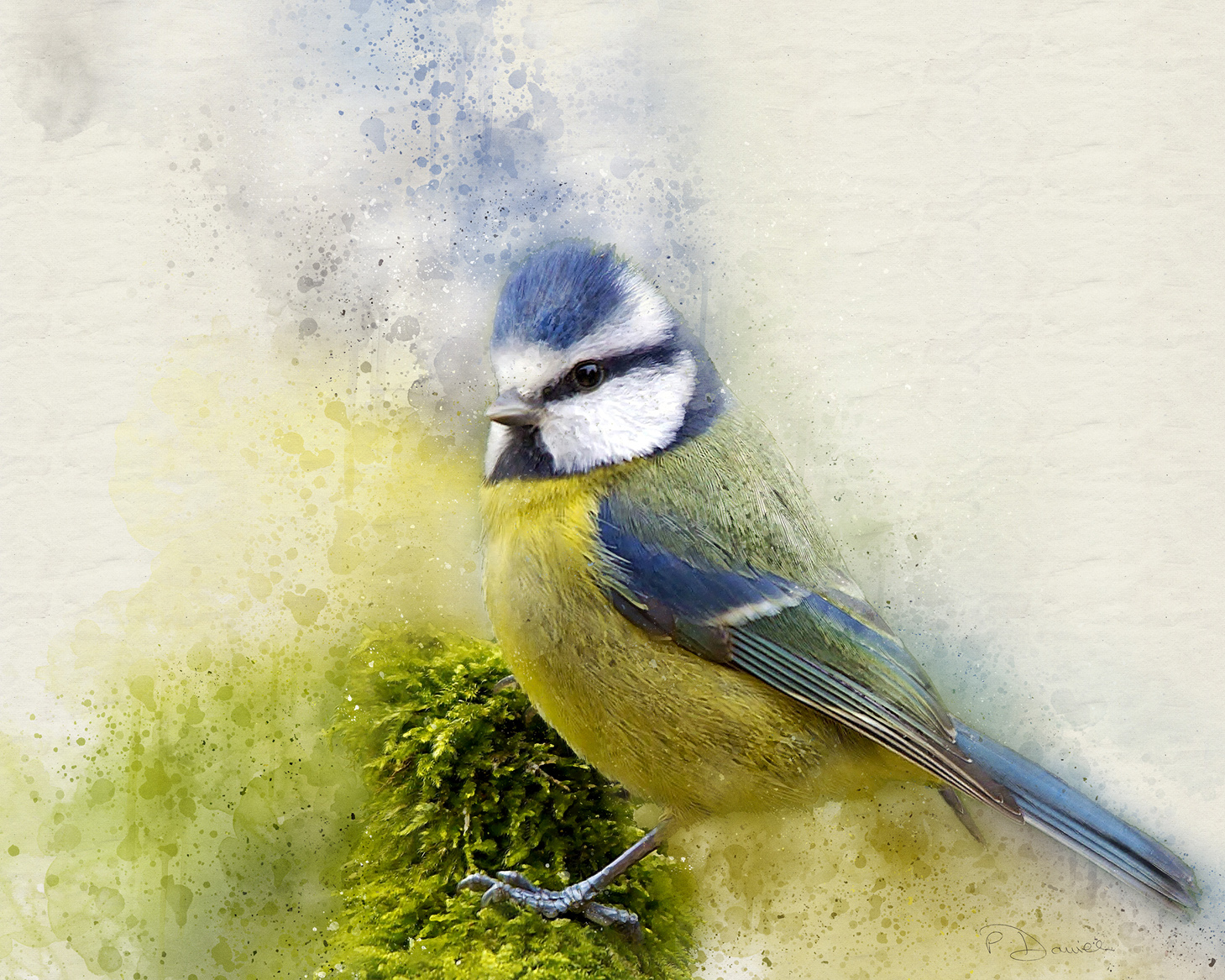 Blue Tit