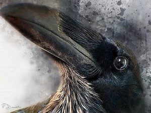 Corvid Blues