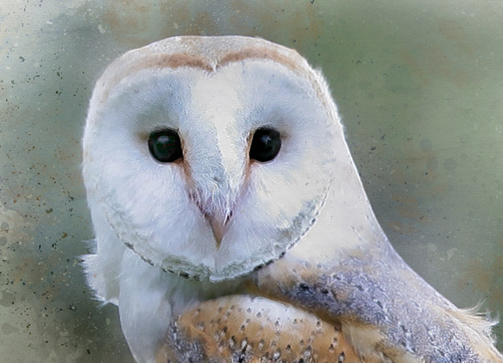 Barn Owl on Stump - Image 2