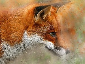 Fox Portrait 2