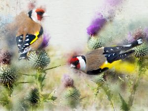 Goldfinch