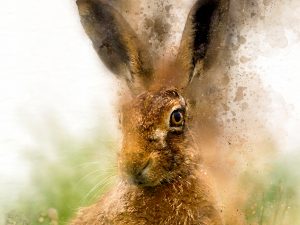 Hare Portrait