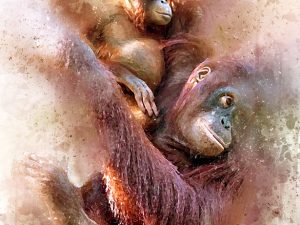 Orangutan and Baby