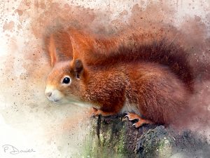 Red Squirrel