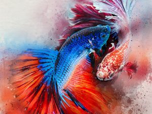 Siamese Fighting Fish