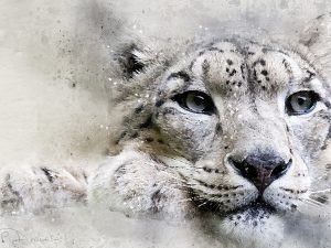 Snow Leopard Portrait