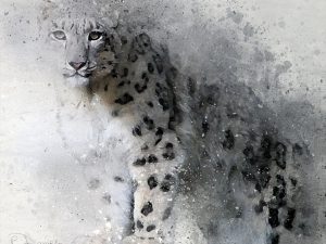 Snow Leopard Portrait 3
