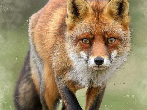 Fox Stalking