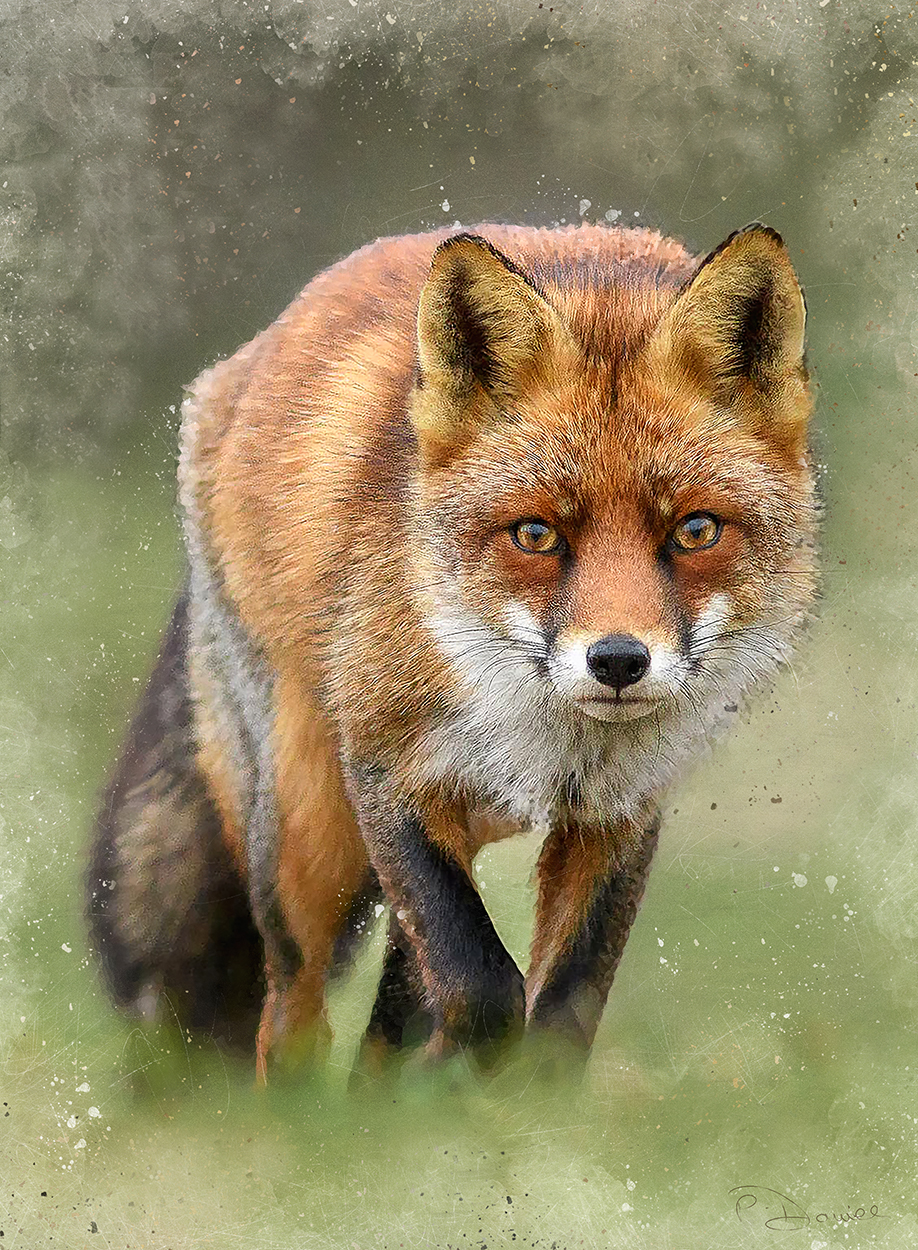 Fox Stalking